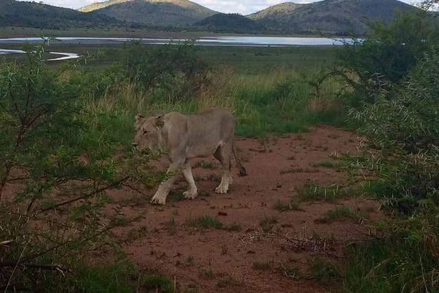 1 Day Safari from Johannesburg  - Photo 1 of 9